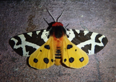 8166 - Arctia caja; Great Tiger Moth