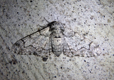 6640 - Biston betularia; Pepper and Salt Geometer