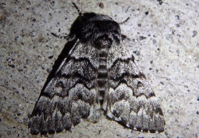 9178 - Panthea virginarius; Owlet Moth species