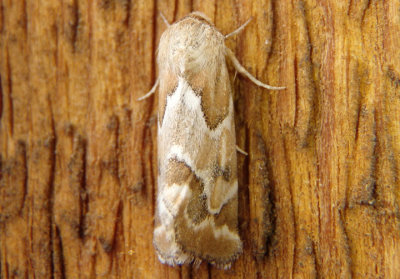 11150.1 - Schinia acutilinea; Acute-lined Flower Moth