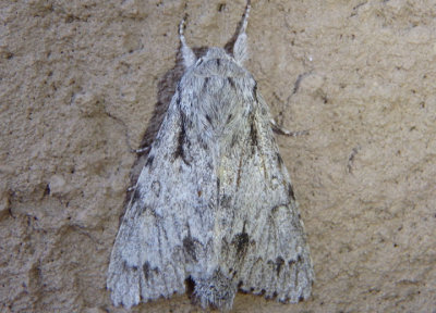 9205 - Acronicta lepusculina; Cottonwood Dagger Moth