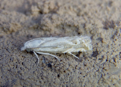 3031 - Eucosma serpentana; Tortricid Moth species