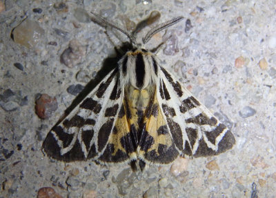 8185 - Grammia blakei; Tiger Moth species