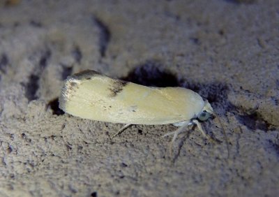 9101 - Ponometia tortricina; Owlet Moth species