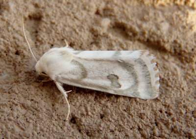 11195 - Schinia reniformis; Flower Moth species