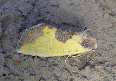 9785 - Stiria rugifrons; Yellow Sunflower Moth