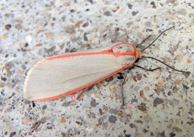 8254 - Pygarctia spraguei; Sprague's Pygarctia Moth