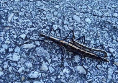 Anisomorpha buprestoides; Southern Two-striped Walkingsticks; mating pair