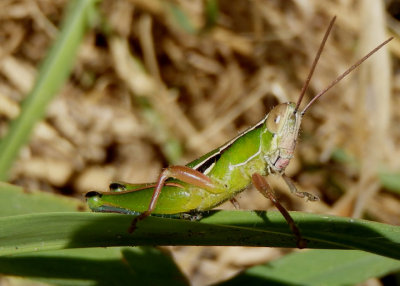 Aptenopedes sphenarioides; Linear-winged Grasshopper; male 