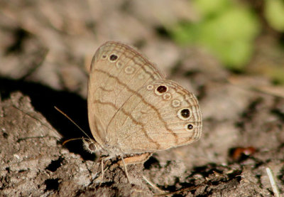 Hermeuptychia sosybius; Carolina Satyr