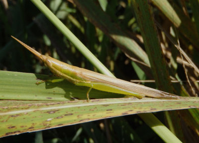 Leptysma marginicollis marginicollis; Cattail Toothpick Grasshopper