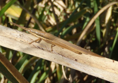 Leptysma marginicollis marginicollis; Cattail Toothpick Grasshopper