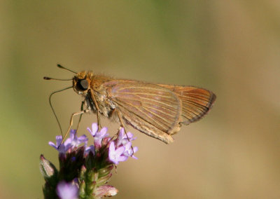 Panoquina ocola; Ocola Skipper