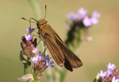 Panoquina ocola; Ocola Skipper