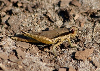 Paroxya clavuliger; Olive-green Swamp Grasshopper; female