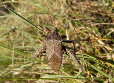 Acanthocephala femorata; Leaf-footed Bug species