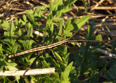 Anisomorpha buprestoides; Southern Two-striped Walkingstick; male