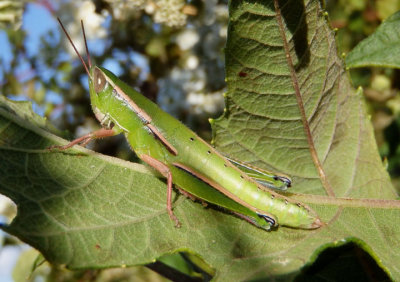 Aptenopedes sphenarioides; Linear-winged Grasshopper; female