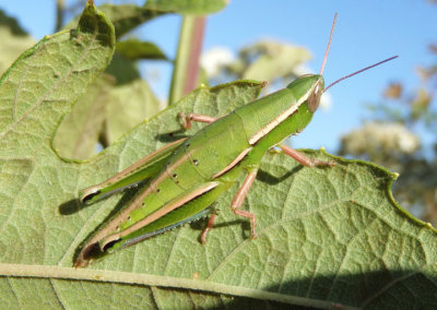 Aptenopedes sphenarioides; Linear-winged Grasshopper; female