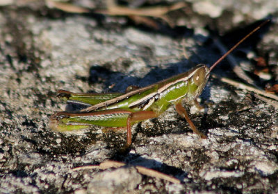 Aptenopedes sphenarioides; Linear-winged Grasshopper; male