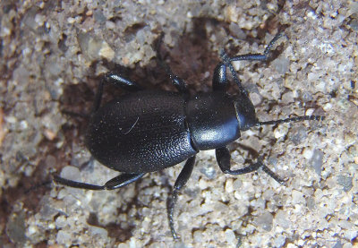 Eleodes Darkling Beetle species
