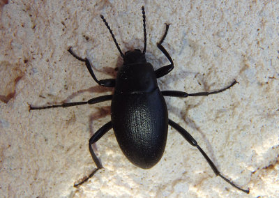 Promus Darkling Beetle species