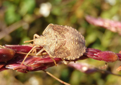 Euschistus Stink Bug species nymph