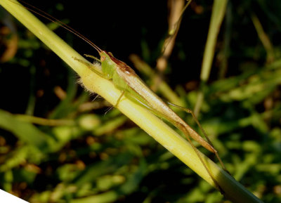Conocephalus fasciatus; Slender Meadow Katydid