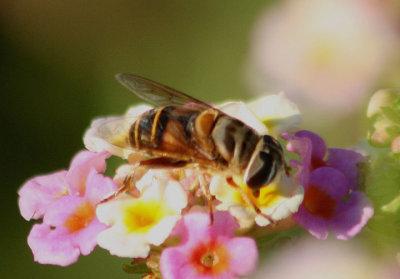 Palpada vinetorum; Syrphid Fly species