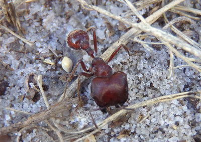 Pogonomyrmex badius; Florida Harvester Ant