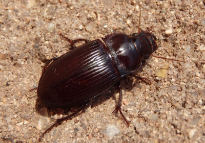 Harpalus Ground Beetle species