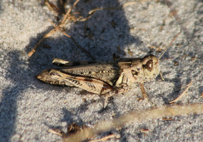 Melanoplinae Spur-throated Grasshopper species
