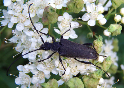Trachysida aspera;  Flower Longhorn Beetle species