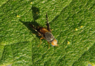 Tephritidae Fruit Fly species