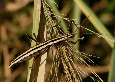 Anisomorpha buprestoides; Southern Two-striped Walkingstick; female