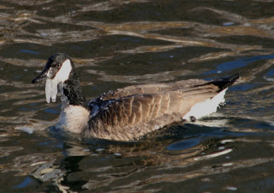 Canada Goose