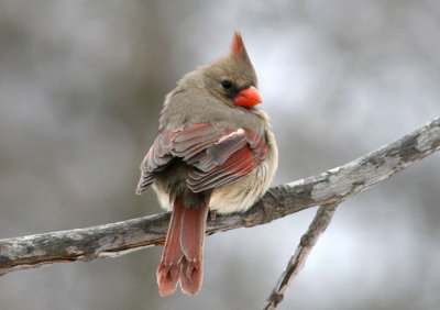 Northern Cardinal; female