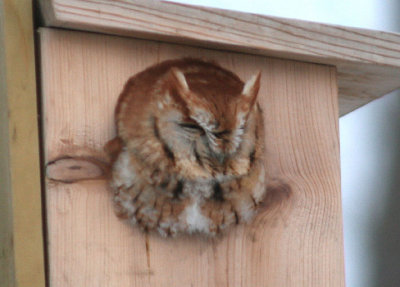 Eastern Screech-Owl; red morph