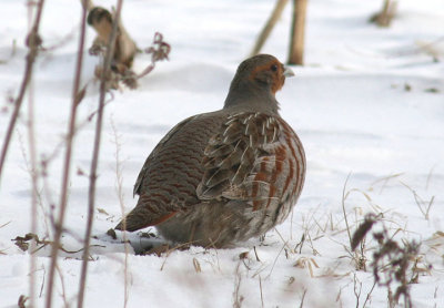 Gray Partridge; male; exotic