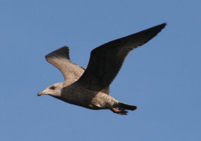 Herring Gull; first winter