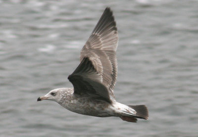 Herring Gull; second winter 