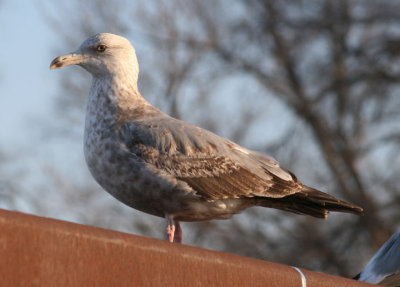 Herring Gull; second winter