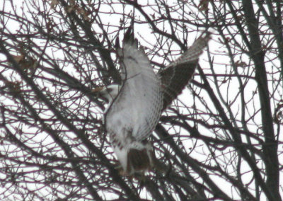 Krider's Red-tailed Hawk; juvenile