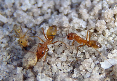 Dorymyrmex bureni; Pyramid Ant species