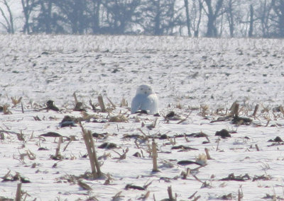 Snowy Owl; male