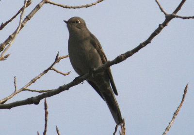 Townsend's Solitaire