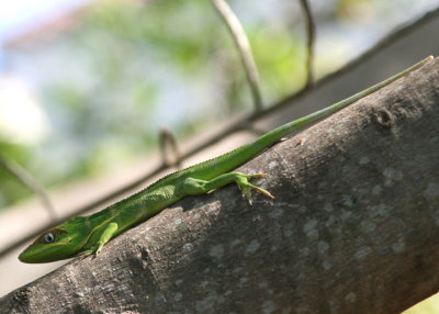 Knight Anole; exotic