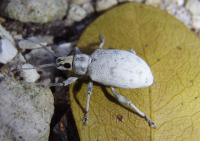 Myllocerus undecimpustulatus; Sri Lanka Weevil; exotic