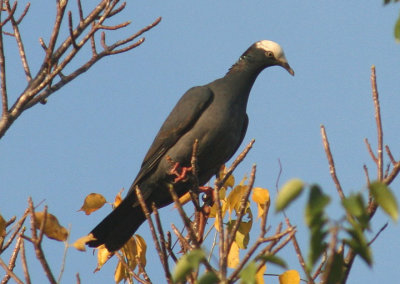 White-crowned Pigeon 