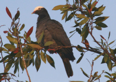 White-crowned Pigeon